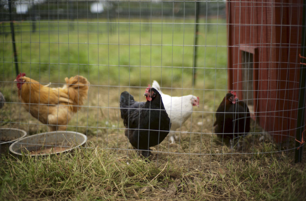 benefits of backyard chickens