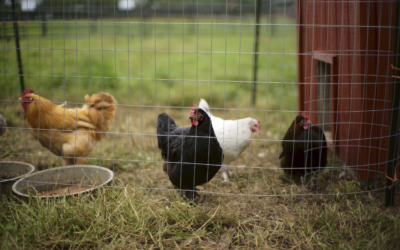 9 Reasons to Have Backyard Chickens